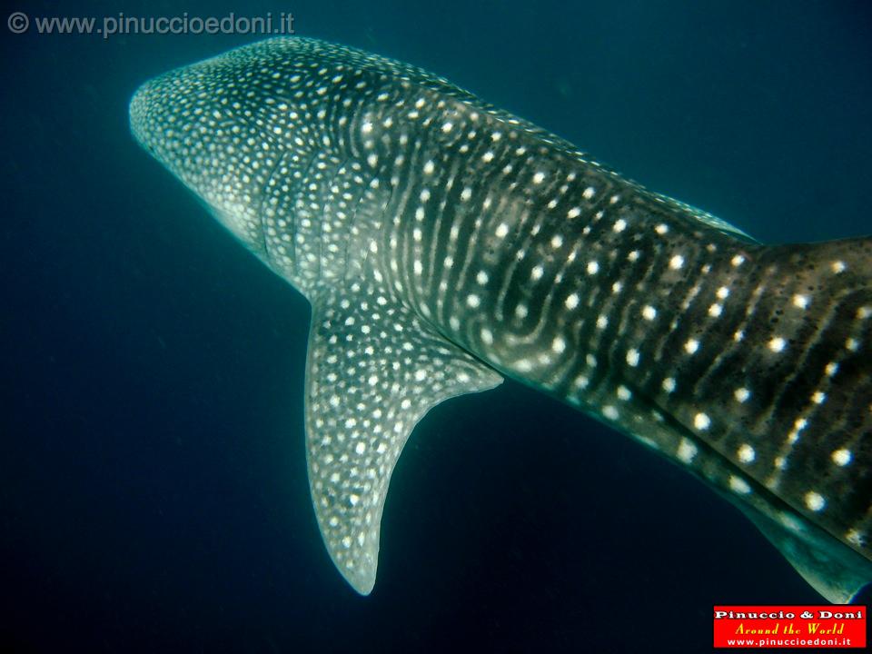 Djibouti - Whale Shark - 03.jpg